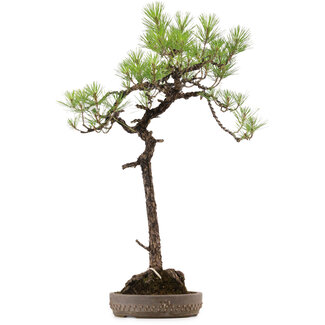 Pinus thunbergii, 74 cm, ± 30 años de edad