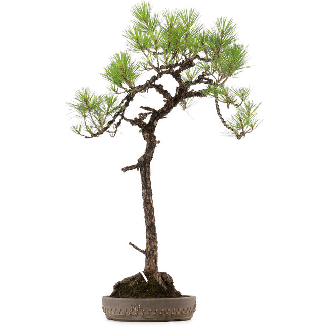 Pinus thunbergii, 74 cm, ± 30 años, con un nebari de 16 cm.