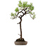 Pinus thunbergii, 74 cm, ± 30 ans, avec un nebari de 16 cm