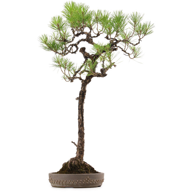 Pinus thunbergii, 74 cm, ca. 30 Jahre alt, mit einem Wurzelhals von 16 cm