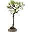 Pinus thunbergii, 74 cm, ± 30 jaar oud, met een nebari van 16 cm.