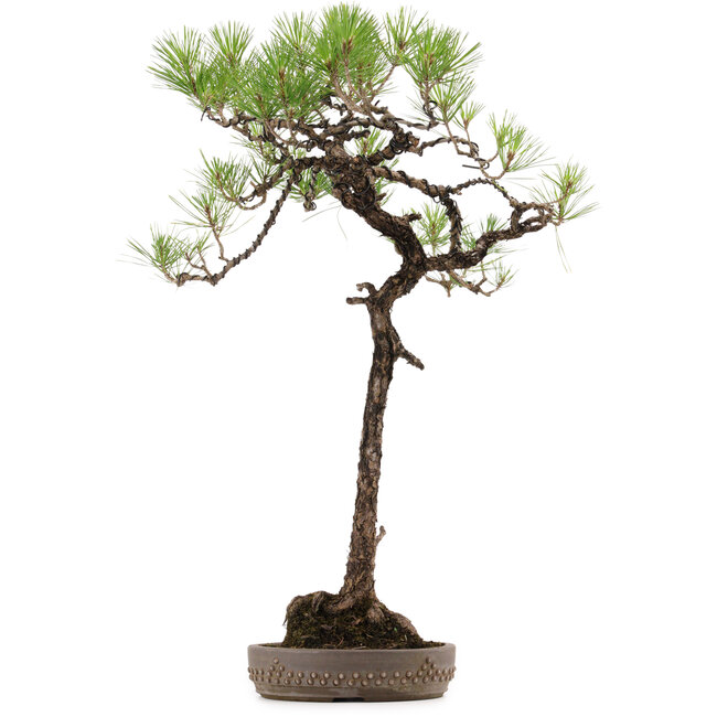Pinus thunbergii, 74 cm, ± 30 anni, con nebari di 16 cm