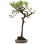 Pinus thunbergii, 74 cm, ± 30 years old, with a nebari of 16 cm