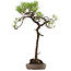 Pinus thunbergii, 74 cm, ± 30 ans, avec un nebari de 16 cm