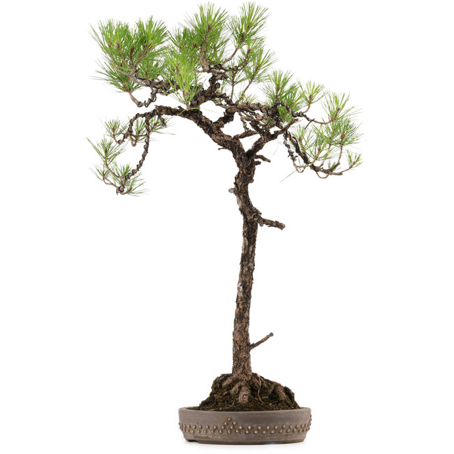 Pinus thunbergii, 74 cm, ± 30 years old, with a nebari of 16 cm