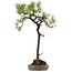 Pinus thunbergii, 74 cm, ± 30 jaar oud, met een nebari van 16 cm.