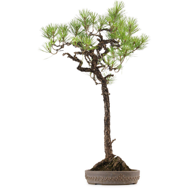 Pinus thunbergii, 74 cm, ± 30 anni, con nebari di 16 cm