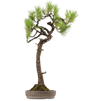 Pinus thunbergii, 68 cm, ± 30 anni