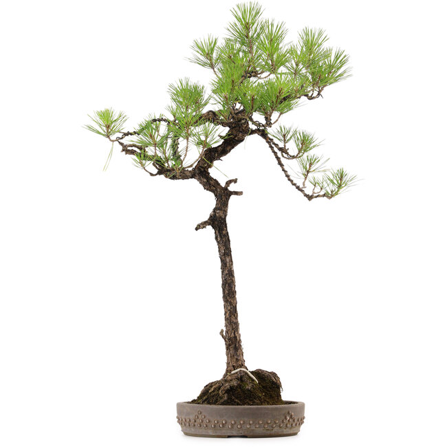 Pinus thunbergii, 74 cm, ± 30 years old, with a nebari of 16 cm