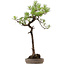 Pinus thunbergii, 74 cm, ± 30 ans, avec un nebari de 16 cm