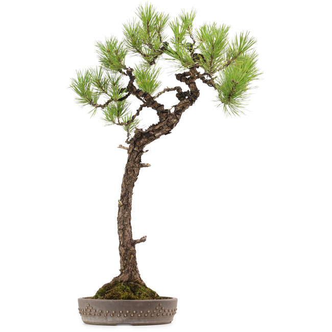 Pinus thunbergii, 68 cm, ± 30 años, con un nebari de 16 cm.