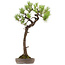Pinus thunbergii, 68 cm, ± 30 anni, con nebari di 16 cm