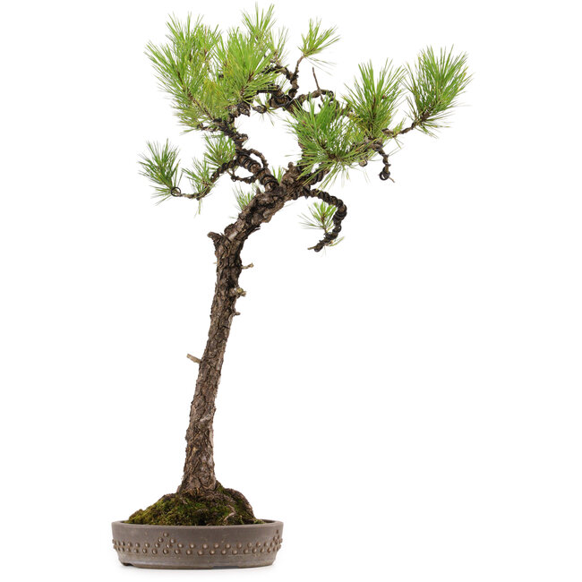 Pinus thunbergii, 68 cm, ± 30 años, con un nebari de 16 cm.