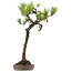 Pinus thunbergii, 68 cm, ± 30 years old, with a nebari of 16 cm
