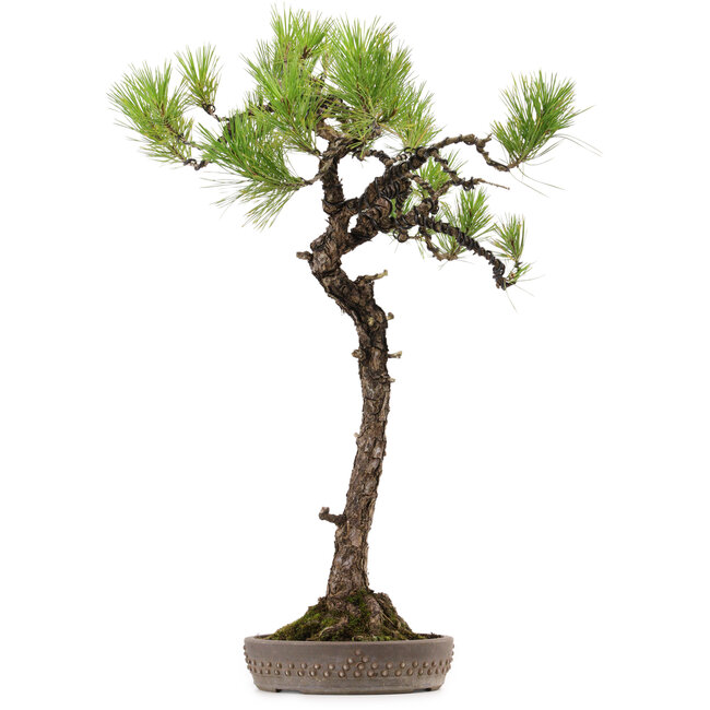 Pinus thunbergii, 68 cm, ± 30 anni, con nebari di 16 cm