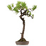 Pinus thunbergii, 68 cm, ± 30 anni, con nebari di 16 cm