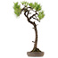 Pinus thunbergii, 68 cm, ± 30 anni, con nebari di 16 cm