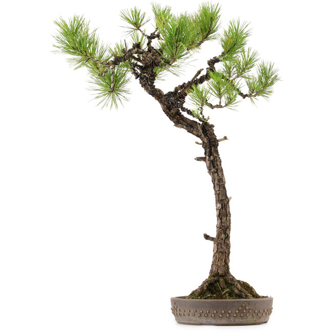 Pinus thunbergii, 68 cm, ± 30 anni, con nebari di 16 cm
