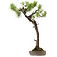 Pinus thunbergii, 68 cm, ± 30 anni, con nebari di 16 cm