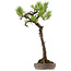 Pinus thunbergii, 68 cm, ± 30 years old, with a nebari of 16 cm