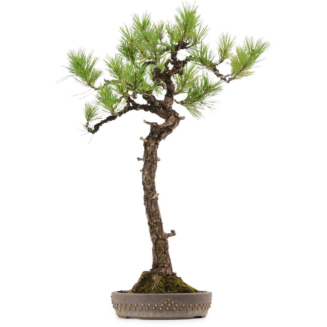Pinus thunbergii, 68 cm, ± 30 anni, con nebari di 16 cm