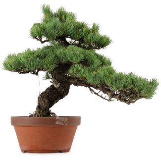 Pinus parviflora, 45 cm, ± 35 Jahre alt