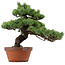 Pinus parviflora, 45 cm, ± 35 anni, con nebari di 10 cm