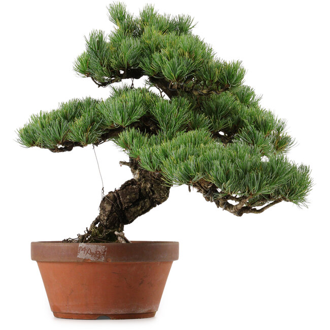 Pinus parviflora, 45 cm, ± 35 anni, con nebari di 10 cm