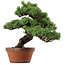 Pinus parviflora, 45 cm, ± 35 años de edad, con un nebari de 10 cm