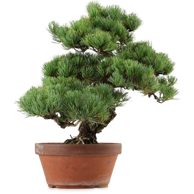 Pinus parviflora, 45 cm, ± 35 años de edad, con un nebari de 10 cm