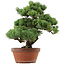Pinus parviflora, 45 cm, ± 35 years old, with a nebari of 10 cm