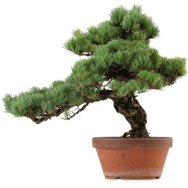 Pinus parviflora, 45 cm, ± 35 años de edad, con un nebari de 10 cm