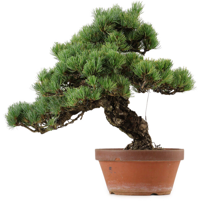 Pinus parviflora, 45 cm, ± 35 años de edad, con un nebari de 10 cm