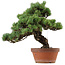 Pinus parviflora, 45 cm, ± 35 years old, with a nebari of 10 cm