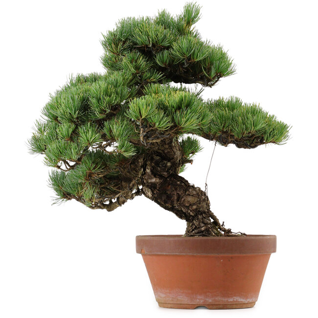 Pinus parviflora, 45 cm, ± 35 anni, con nebari di 10 cm