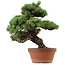 Pinus parviflora, 45 cm, ± 35 anni, con nebari di 10 cm