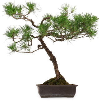 Pinus thunbergii, 70 cm, ± 30 Jahre alt