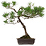 Pinus thunbergii, 70 cm, ca. 30 Jahre alt, mit einem Wurzelhals von 16 cm