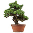 Pinus parviflora, 45 cm, ± 35 años de edad, con un nebari de 10 cm