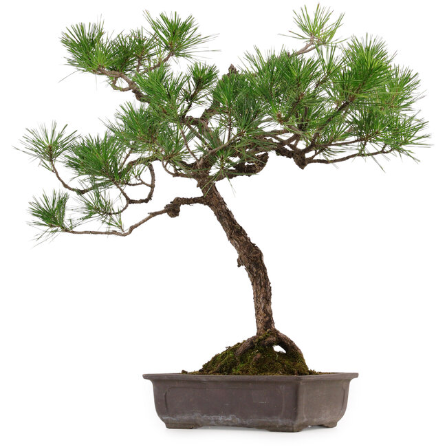 Pinus thunbergii, 70 cm, ± 30 jaar oud, met een nebari van 16 cm.