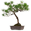 Pinus thunbergii, 70 cm, ± 30 jaar oud, met een nebari van 16 cm.