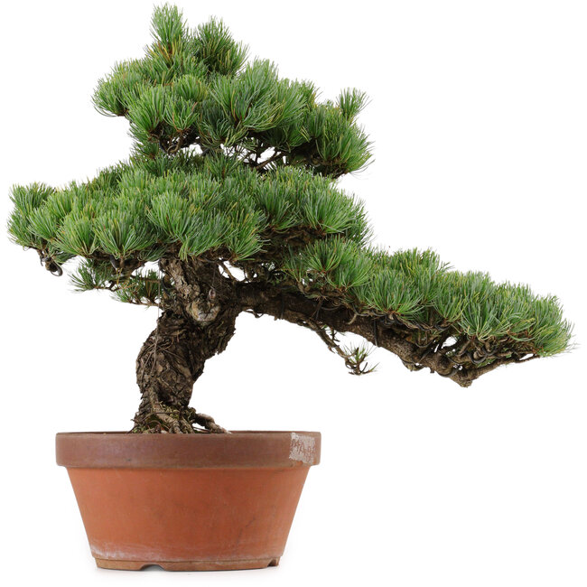 Pinus parviflora, 45 cm, ± 35 jaar oud, met een nebari van 10 cm