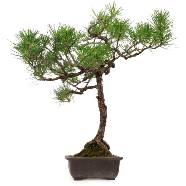Pinus thunbergii, 70 cm, ± 30 years old, with a nebari of 16 cm