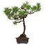 Pinus thunbergii, 70 cm, ± 30 jaar oud, met een nebari van 16 cm.