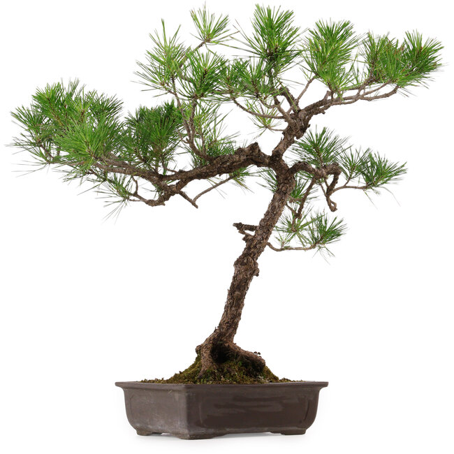Pinus thunbergii, 70 cm, ± 30 anni, con nebari di 16 cm