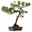 Pinus thunbergii, 70 cm, ca. 30 Jahre alt, mit einem Wurzelhals von 16 cm