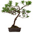 Pinus thunbergii, 70 cm, ± 30 years old, with a nebari of 16 cm