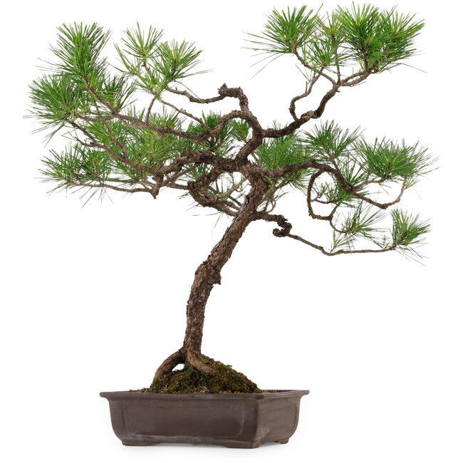 Pinus thunbergii, 70 cm, ca. 30 Jahre alt, mit einem Wurzelhals von 16 cm