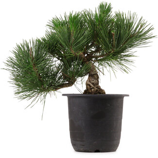 Pinus thunbergii, 31 cm, ± 15 anni