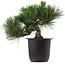 Pinus thunbergii, 31 cm, ± 15 años de edad